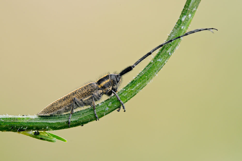 Agapanthia cardui
