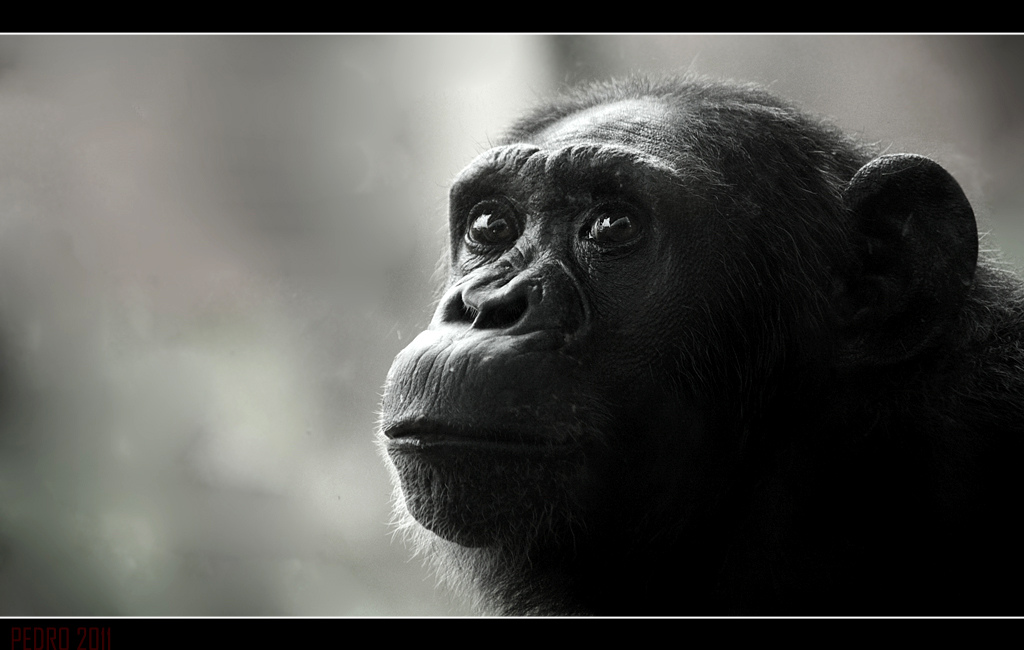 Scimpanz� del bioparco