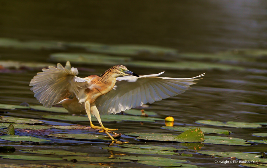 Sgarza ciuffetto (Ardeola ralloides)