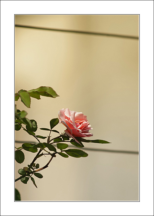 Una rosa tra le righe