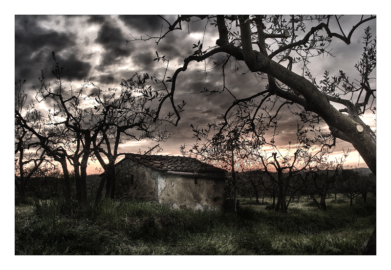 Tra gli olivi in campagna