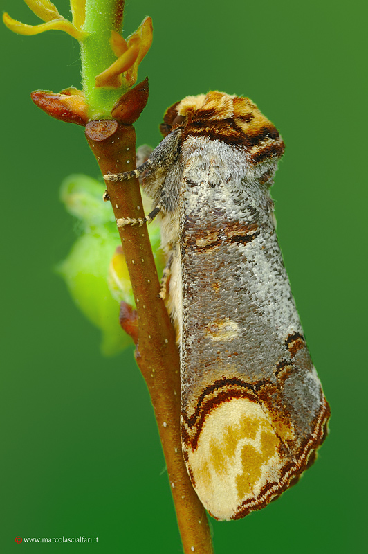 Phalera bucephala (Linnaeus, 1758)