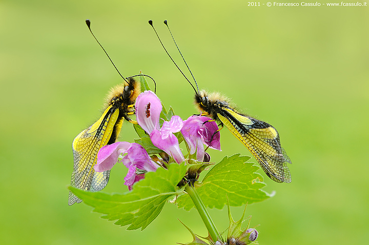 Libelloides coccajus - maschio e femmina