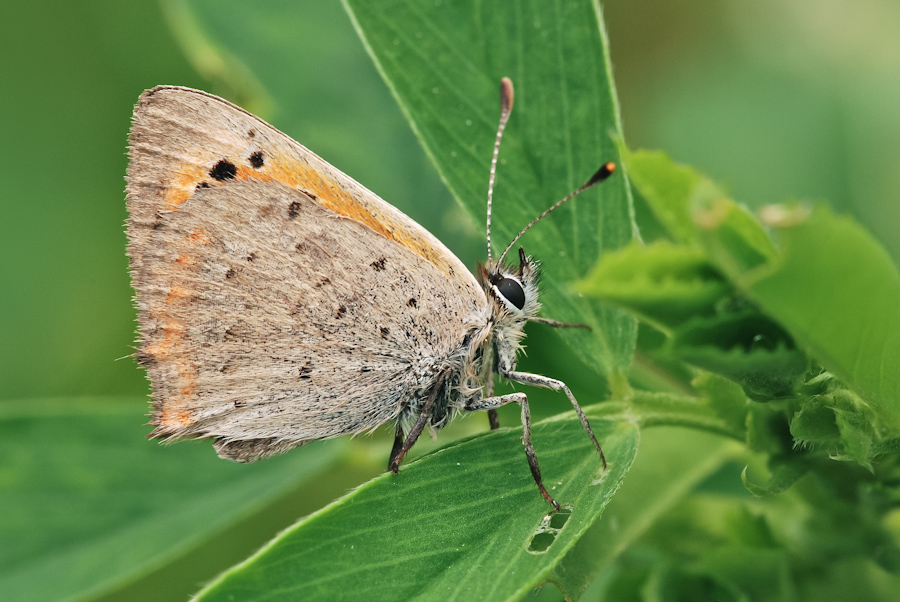 Lycaena phlaeas