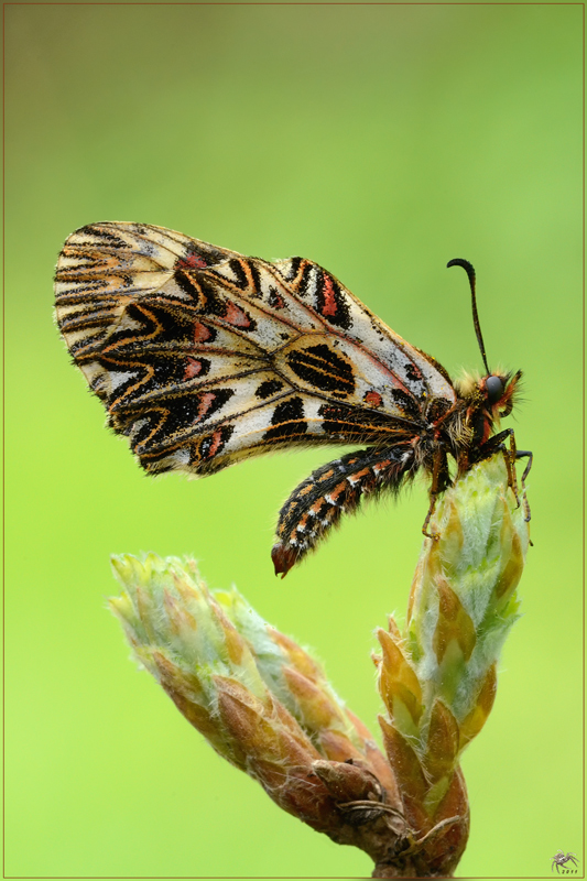 Ancora una Zerynthia