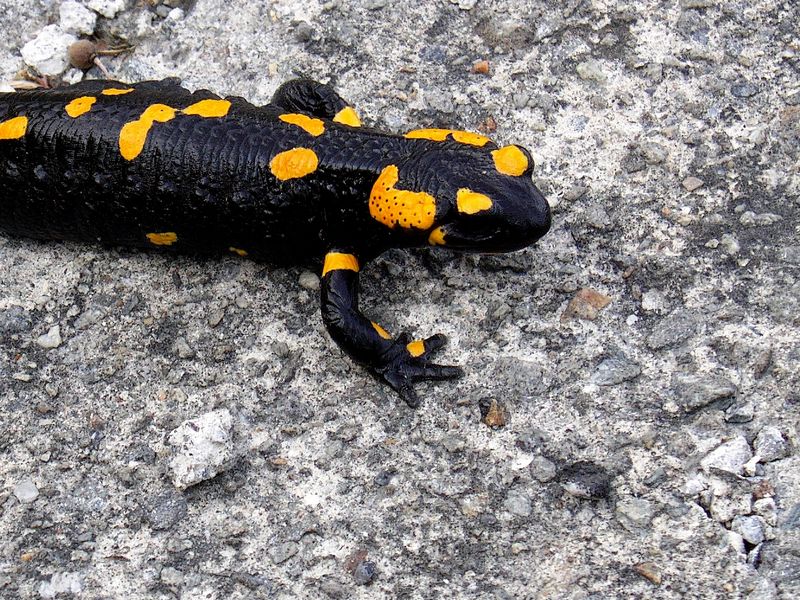 Salamandra Pezzata