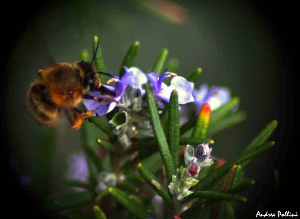 Rifornimento in volo