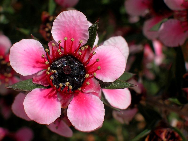 Come si chiama? Help me :)