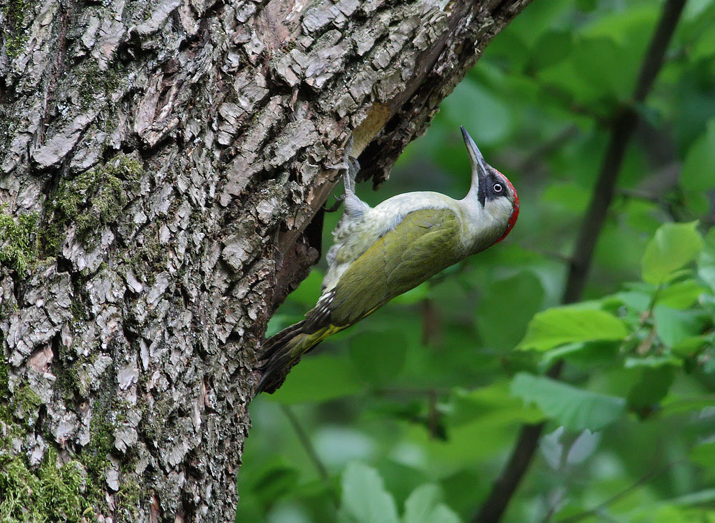 Picchio verde femmina