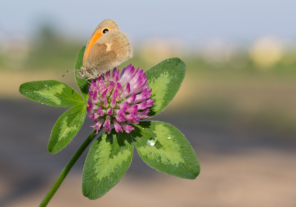 Per caso camminando...