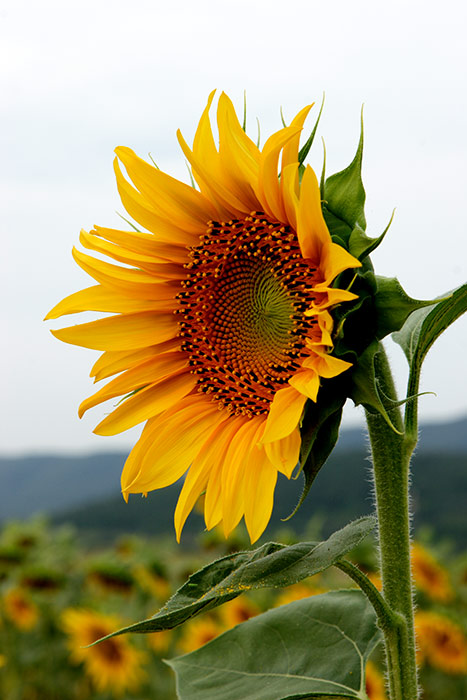 girasole