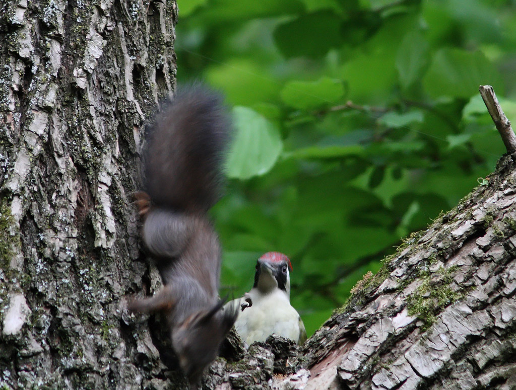 Picchia verde Vs scoiattolo