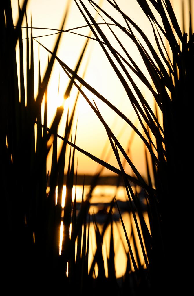 Tramonto dietro siepe a Porto Cesareo