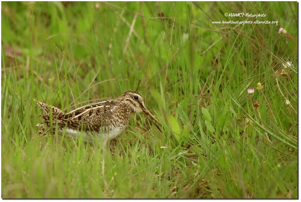 Beccaccino(Gallinago gallinago )
