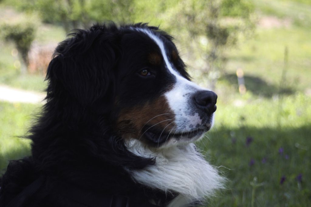 Joy Bernese