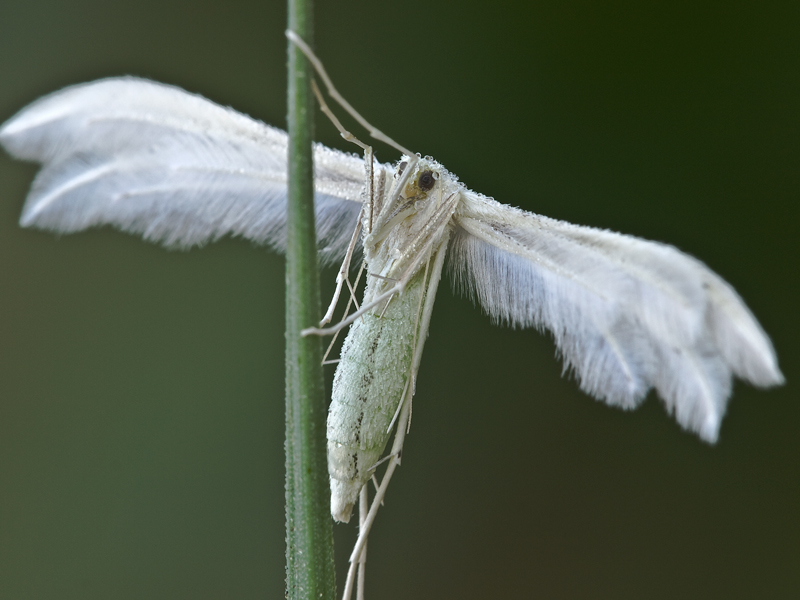 farfalla (pteroforide emmelina monodactyla)II�