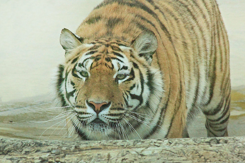 in caccia (versione senza PP)