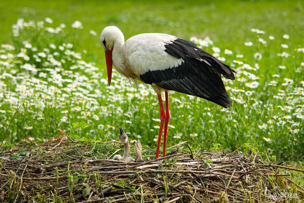piccole cicogne con la mamma