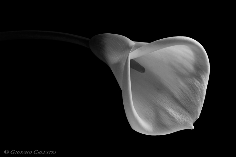 La calla
