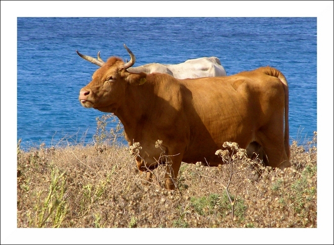 pascolo balneare......