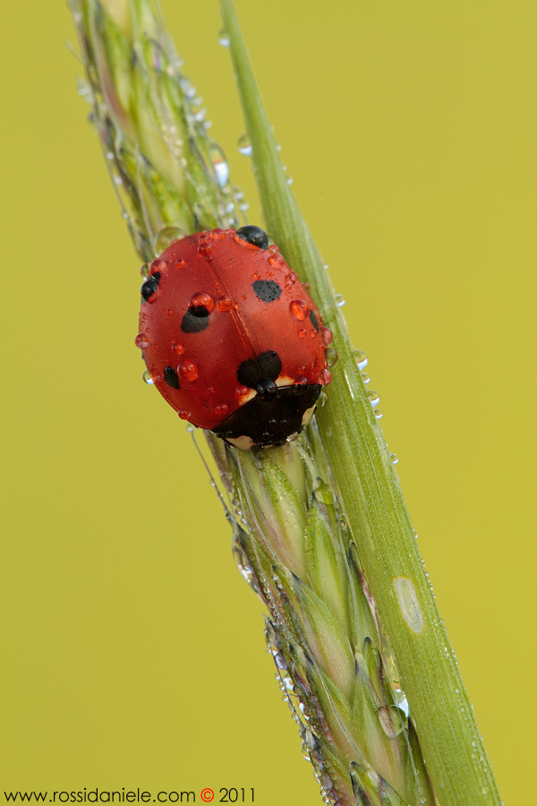 Coccinella septempunctata