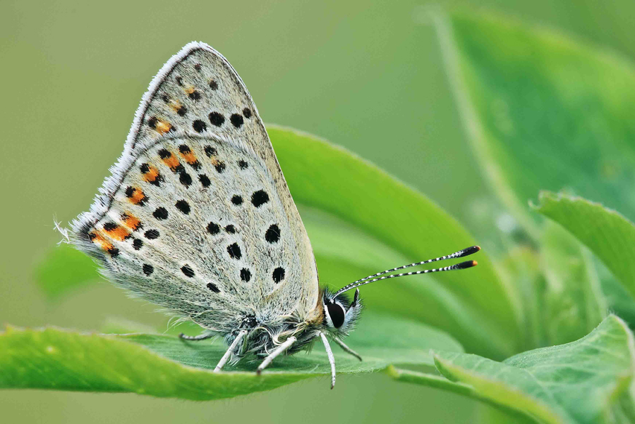Lycaena phlaeas