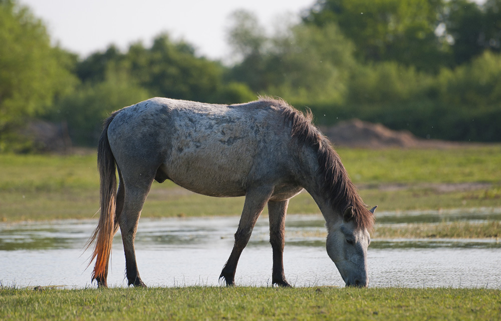 Camargue
