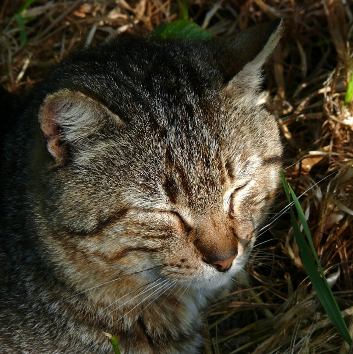 Uff..st� azz a erba int� baff.....