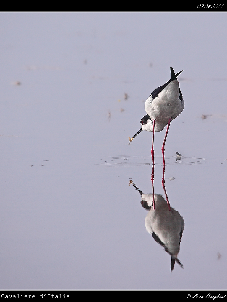 Cavaliere d'Italia # 2