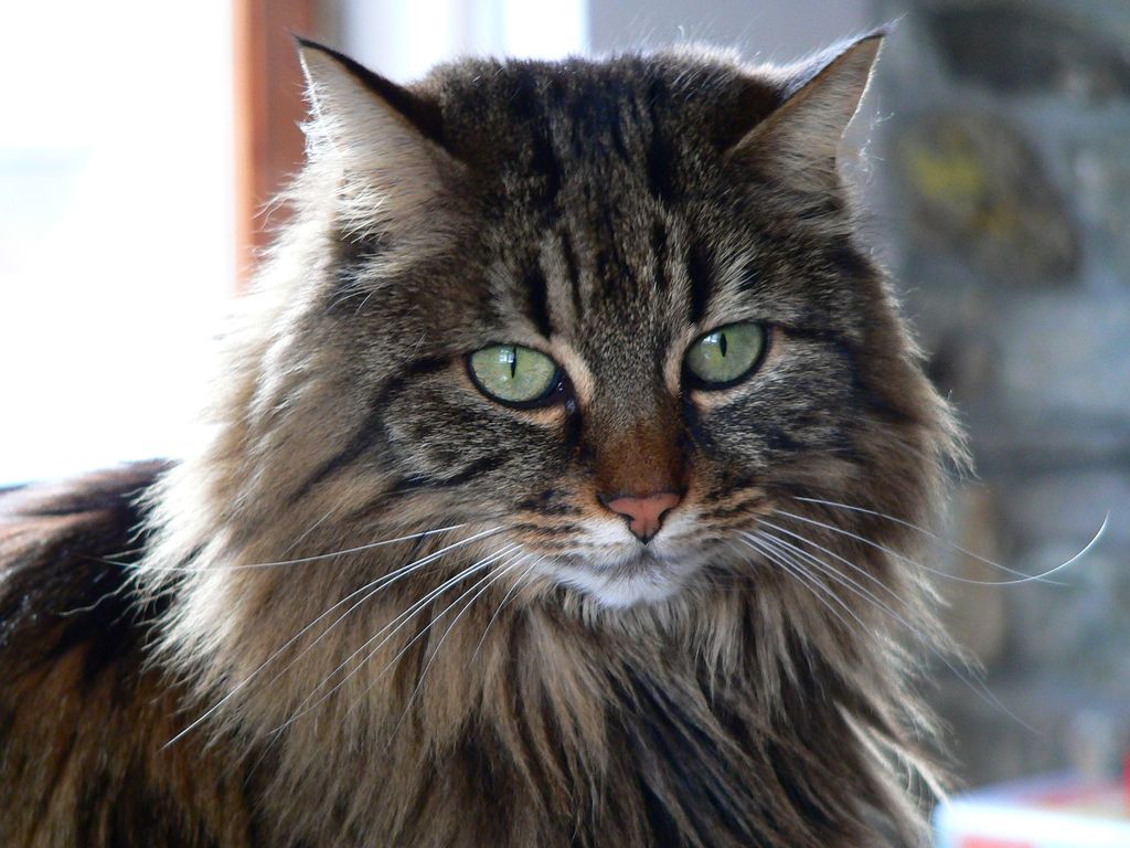 La mia seconda moglie