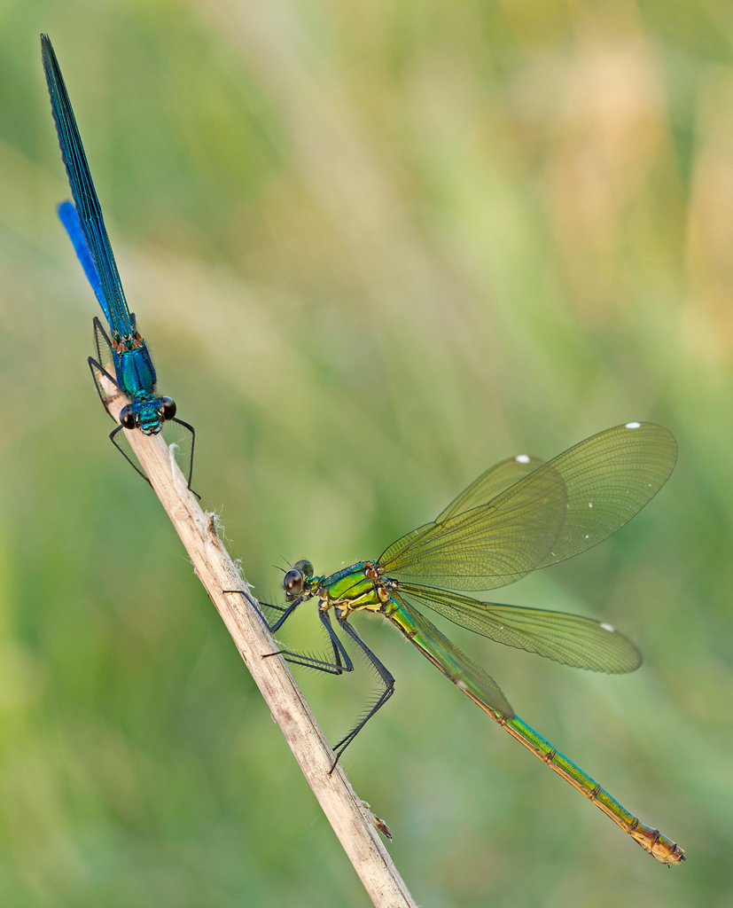 Pericolosi Equilibri