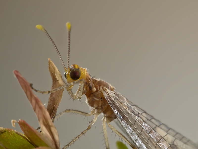 formicaleone...ritratto..