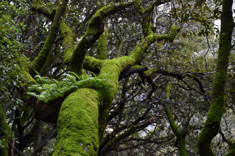 Intreccio di saggezza verde e umida complessit�