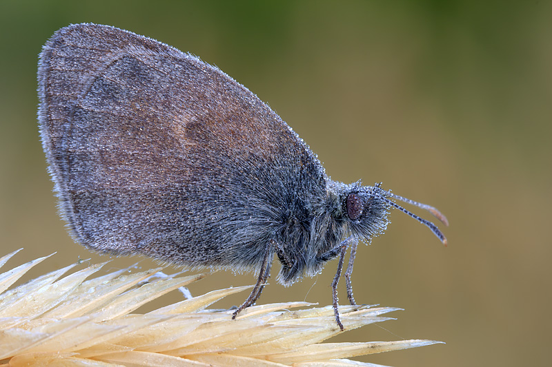 Coenonympha pamphilus