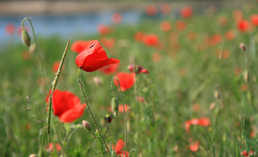 colori di stagione..