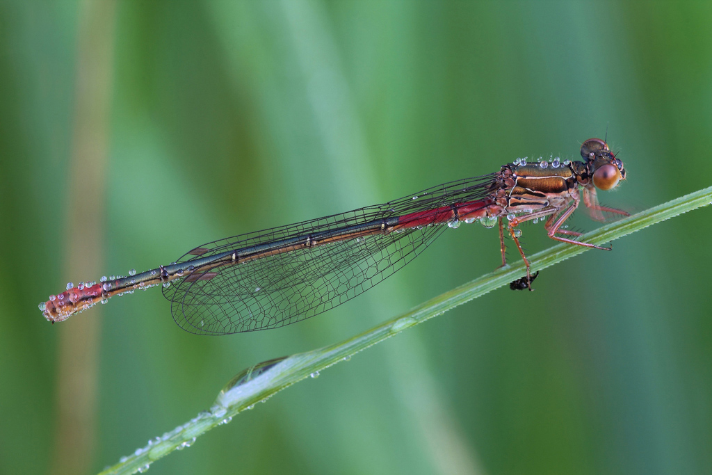 ...Ancora Rugiada...!!!