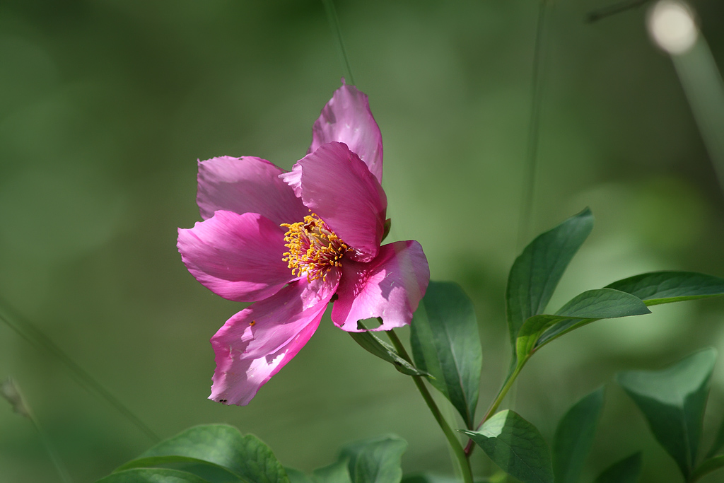 Peonia Selvatica