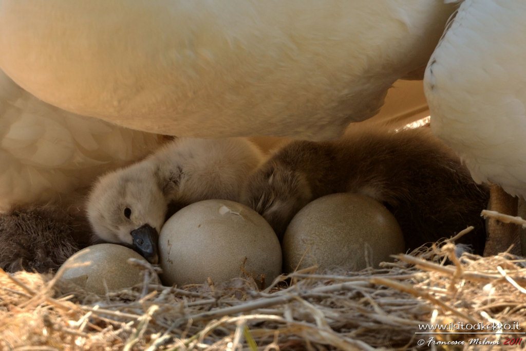 Piccolo cigno assonnato..