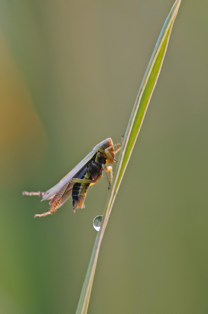 Ma il grillo fa la pip�?