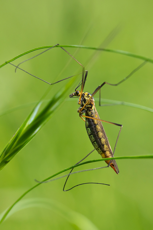 tipula-Nephrotoma appendiculata (vers. acrobatica)