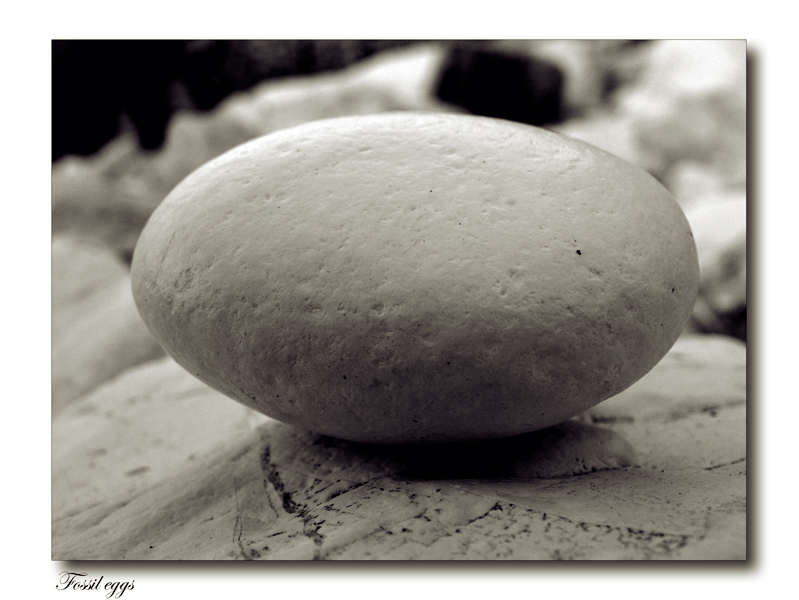 Fossil Eggs