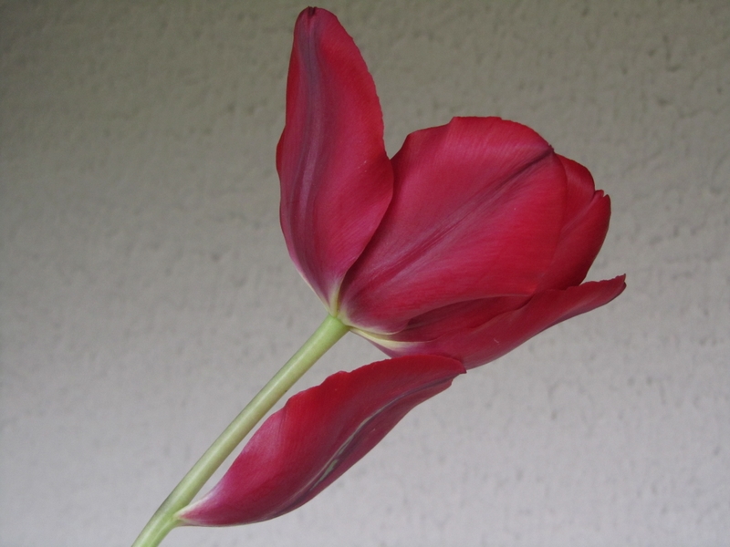 Quando la diversit� rende unici