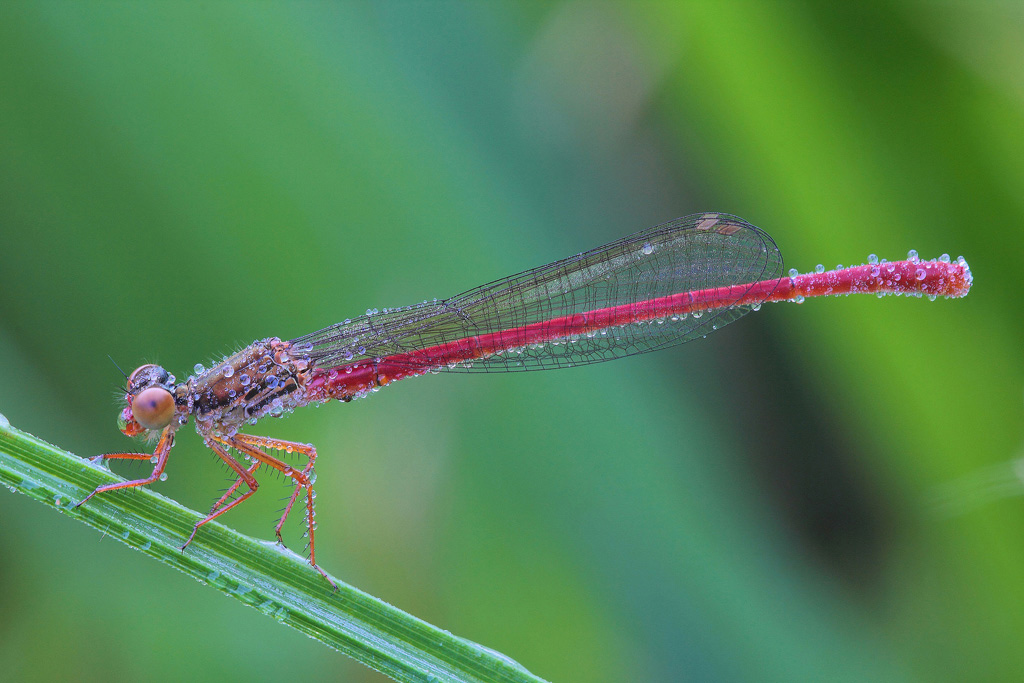 ...Io Continuo...!!!