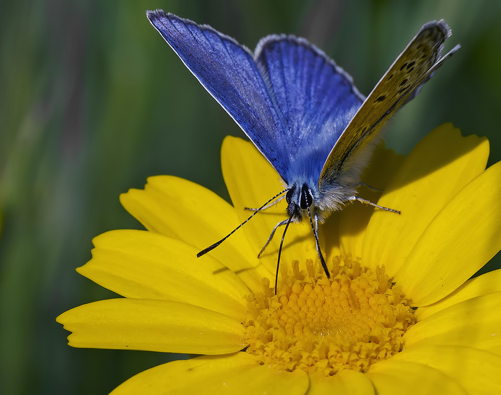 Polyommatus Icarus
