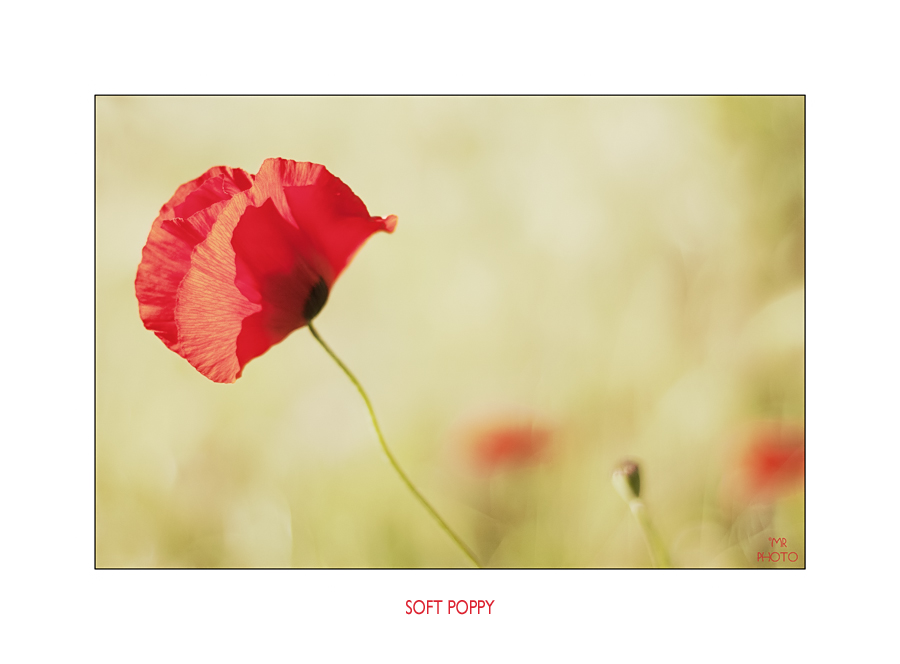 Soft poppy