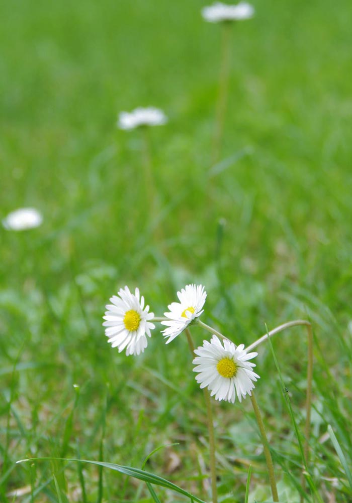 giocando con i diaframmi aumenta lo sfocato