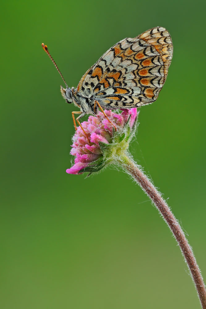 Melitaea phoebe