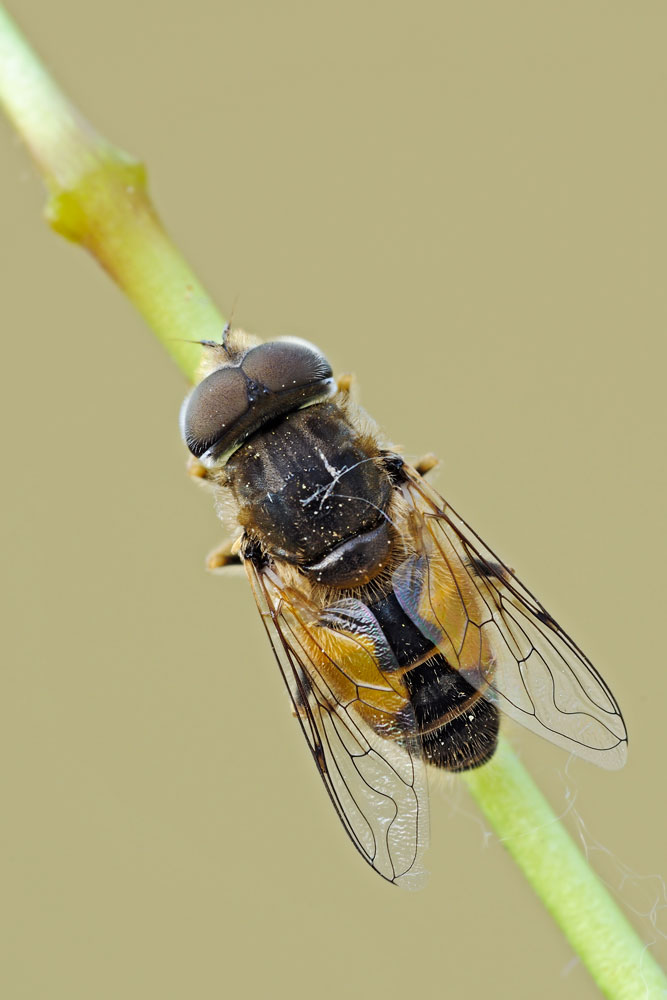 Eristalis arbustorum