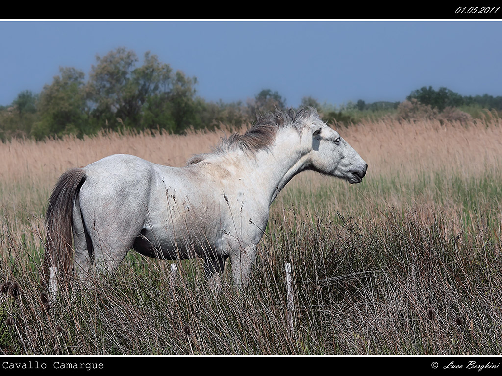 Camargue # 3