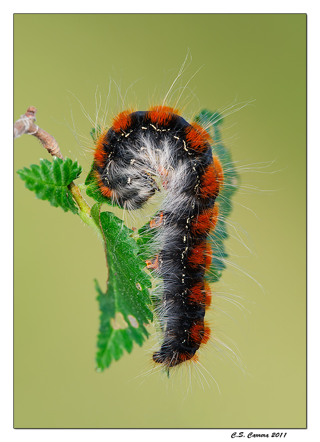 Eriogaster lanestris